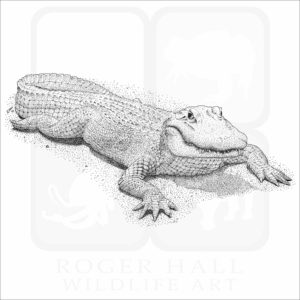 Albino American Alligator illustration