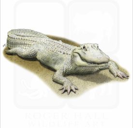 Albino American Alligator illustration