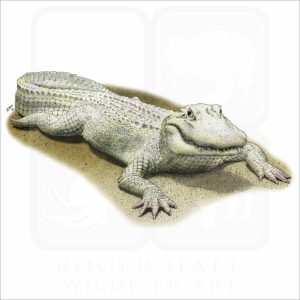 Albino American Alligator illustration