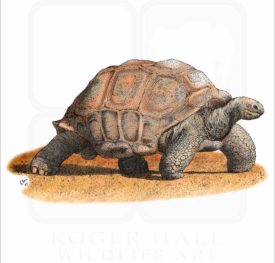 Aldabra Tortoise illustration