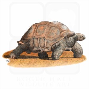Aldabra Tortoise illustration