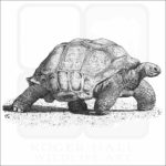 Aldabra Tortoise illustration