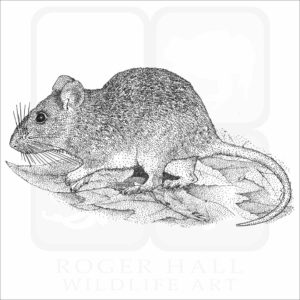 Allegheny Woodrat illustration