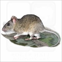 Allegheny Woodrat illustration