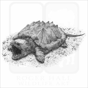 Alligator Snapping Turtle stock art image