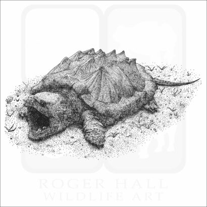 Alligator Snapping Turtle stock art image