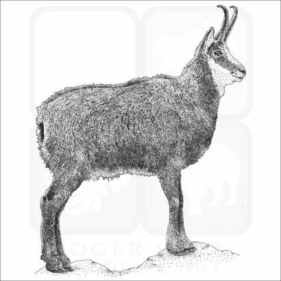 Alpine Chamois - Signed Fine Art Print - Image 2
