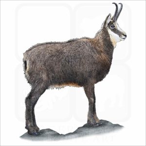 Alpine Chamois illustration