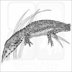 Alpine Newt - Signed Fine Art Print - Image 2