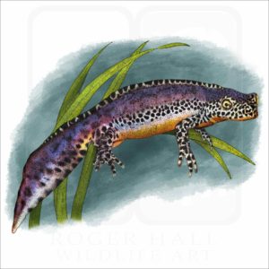 Alpine Newt illustration