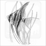 Altum Angelfish - Signed Fine Art Print - Image 2