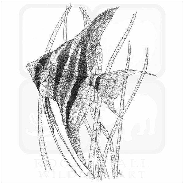 Altum Angelfish - Signed Fine Art Print - Image 2