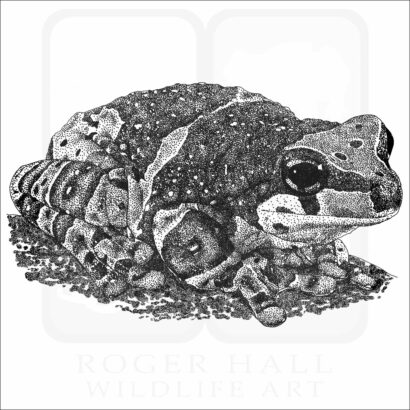 Amazon Milk Frog