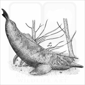 Amazon River Dolphin