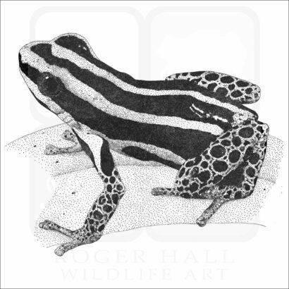 Reticulated Poison Frog