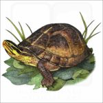 Amboina Box Turtle illustration