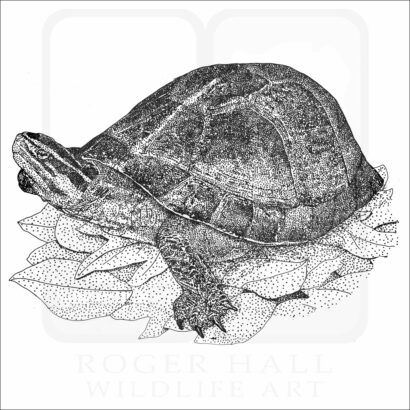 Amboina Box Turtle