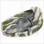 American Alligator illustration