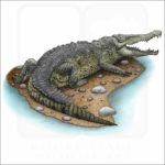 American Crocodile illustration