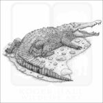 American Crocodile