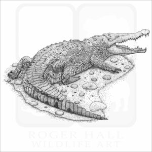 American Crocodile