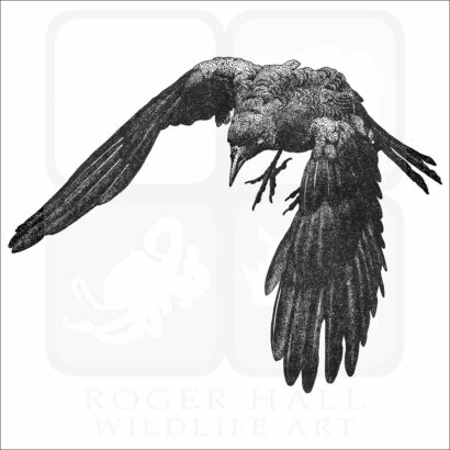 American Crow