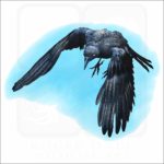 American Crow illustration
