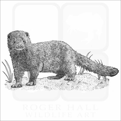 American Mink