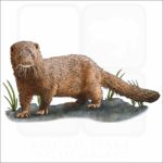 American Mink illustration