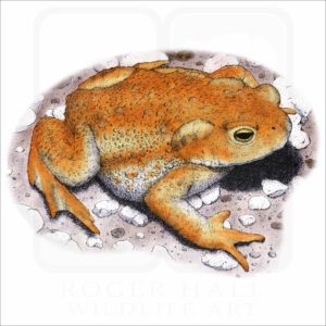 American Toad illustration