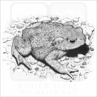 American Toad