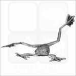 Annam Flying Frog