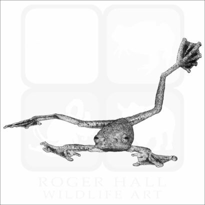 Annam Flying Frog