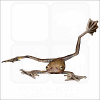 Annam Flying Frog