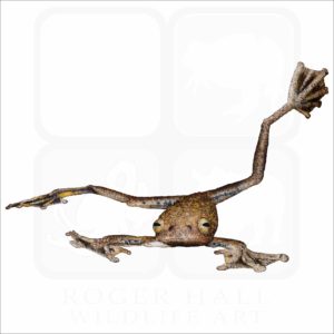 Annam Flying Frog