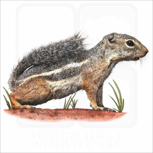 Antelope Squirrel illustration