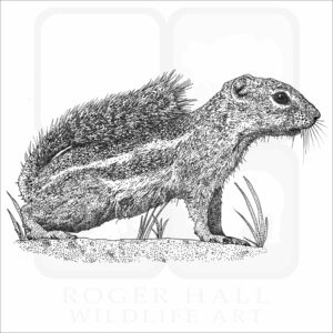 Antelope Squirrel