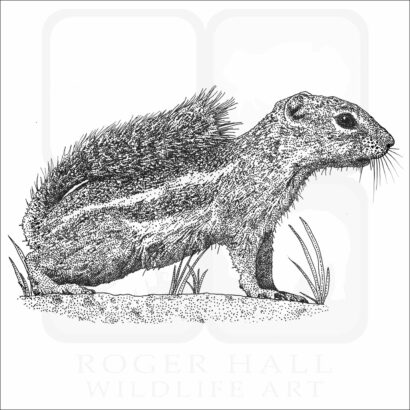 Antelope Squirrel
