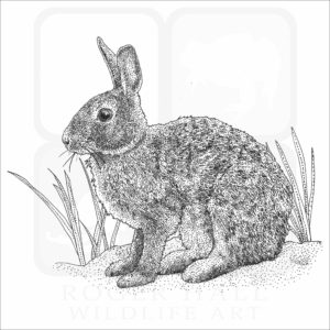 Appalachian Cottontail
