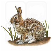 Appalachian Cottontail illustration