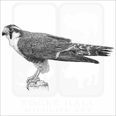 Aplomado Falcon