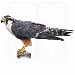 Aplomado Falcon illustration
