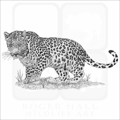 Arabian Leopard