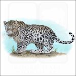 Arabian Leopard illustration