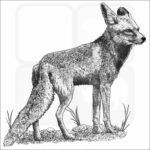 Arabian Red Fox