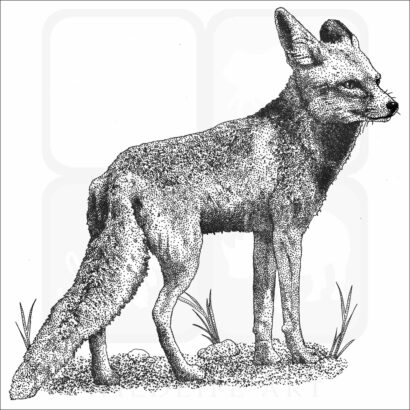 Arabian Red Fox