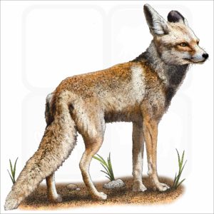 Arabian Red Fox illustration
