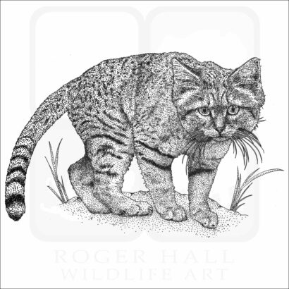 Arabian Sand Cat
