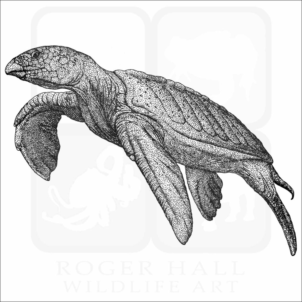 Archelon Giant Sea Turtle - Signed Fine Art Print – inkart