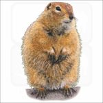Arctic Ground Squirrel fine art print
